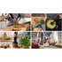 Bosch Serie 4 MSM4B623 frullatore 0,6 L Frullatore ad immersione 1000 W Antracite, Trasparente