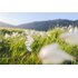 Canon RF 24mm f/1.8 Macro IS STM
