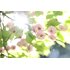 Canon RF 85mm f/1.4 L VCM