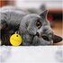 Chipolo Localizzatore Bluetooth Portachiavi Nero - Funziona con l'app Apple Find My per iPhone & iPad