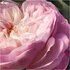 Chloé Rose Naturelle Eau de Parfum 100 ml Refillable