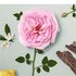 Chloé Rose Naturelle Eau De Parfum 50 ml