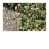 Gardena Liano pompa da giardino 20 m Sul suolo Nero