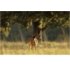 Ollo Academy - Workshop di Fotografia naturalistica