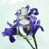 Prada Infusion d'Iris Eau de parfum 100 ml
