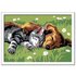Ravensburger CreArt Sleeping Cats and Dogs Colore per kit di verniciatura in base ai numeri