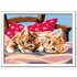 Ravensburger CreArt Two Cuddly Cats Colore per kit di verniciatura in base ai numeri