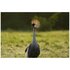 Sony FE 100-400mm f/4.5 G Master