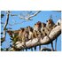 Sony FE 100-400mm f/4.5 G Master
