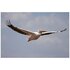 Sony FE 100-400mm f/4.5 G Master