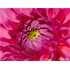 Sony FE 100mm f/2.8 Macro G Master