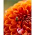 Sony FE 100mm f/2.8 Macro G Master