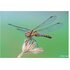 Sony FE 100mm f/2.8 Macro G Master