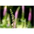 TTartisan 100mm f/2.8 Bubble Bokeh