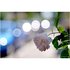 TTartisan 100mm f/2.8 Bubble Bokeh