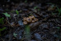 AIR AF 35mm f/1.7 Sony E-Mount
