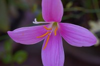 Lumix S 100mm f/2.8 Macro